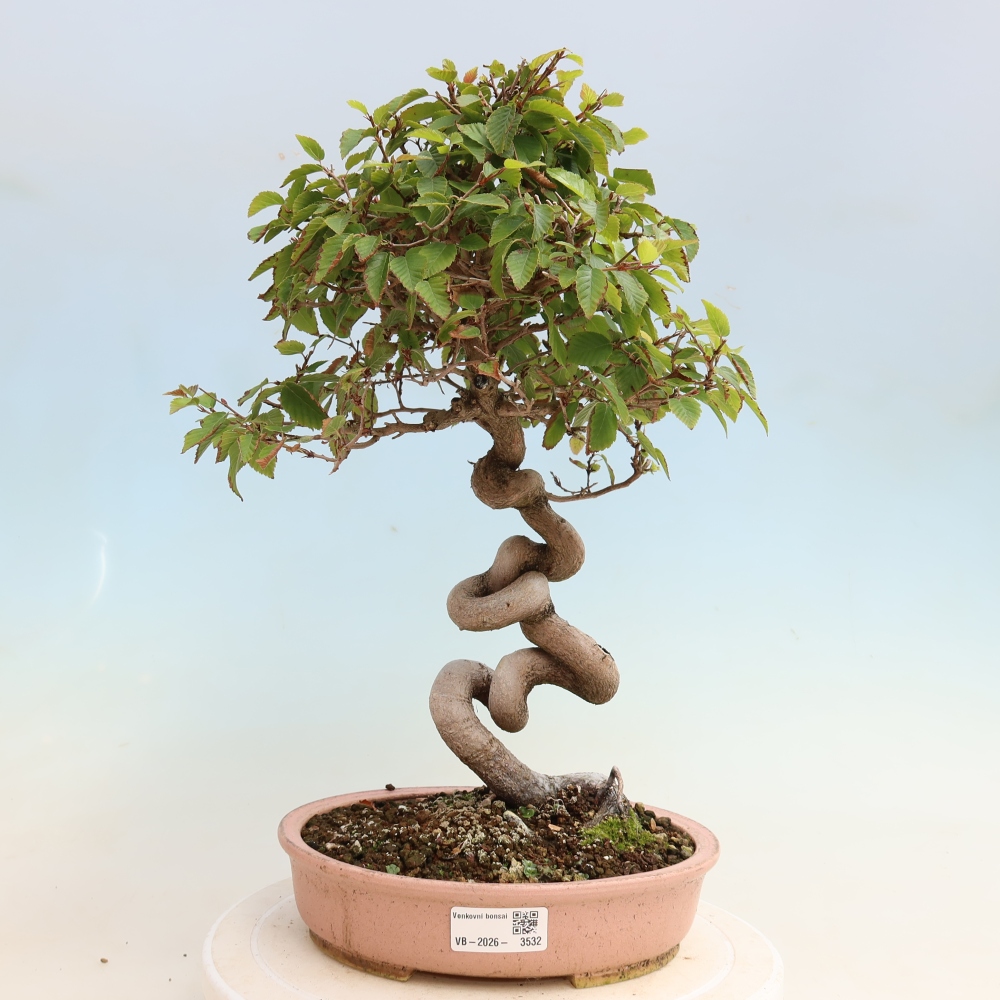 Outdoor bonsai - Carpinus CARPINOIDES - grab koreański