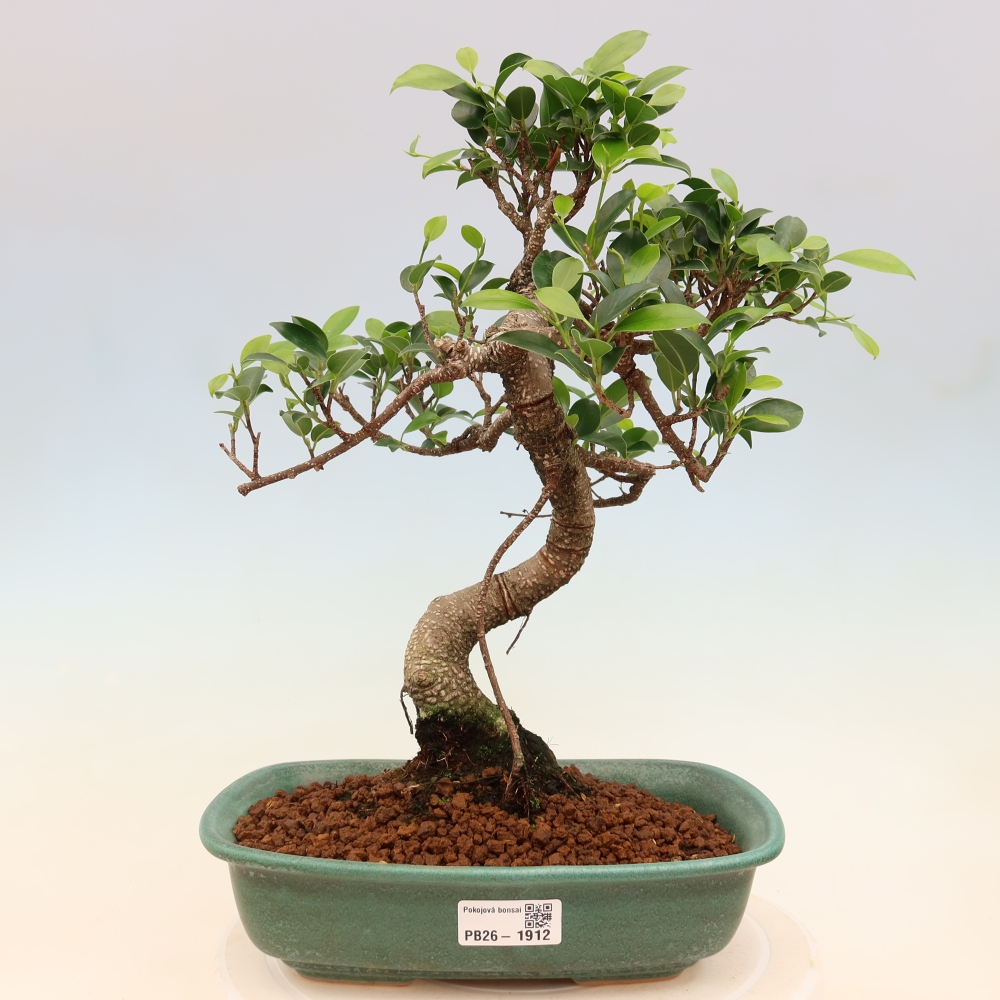 Pokój bonsai - Ficus kimmen - figowiec drobnolistny