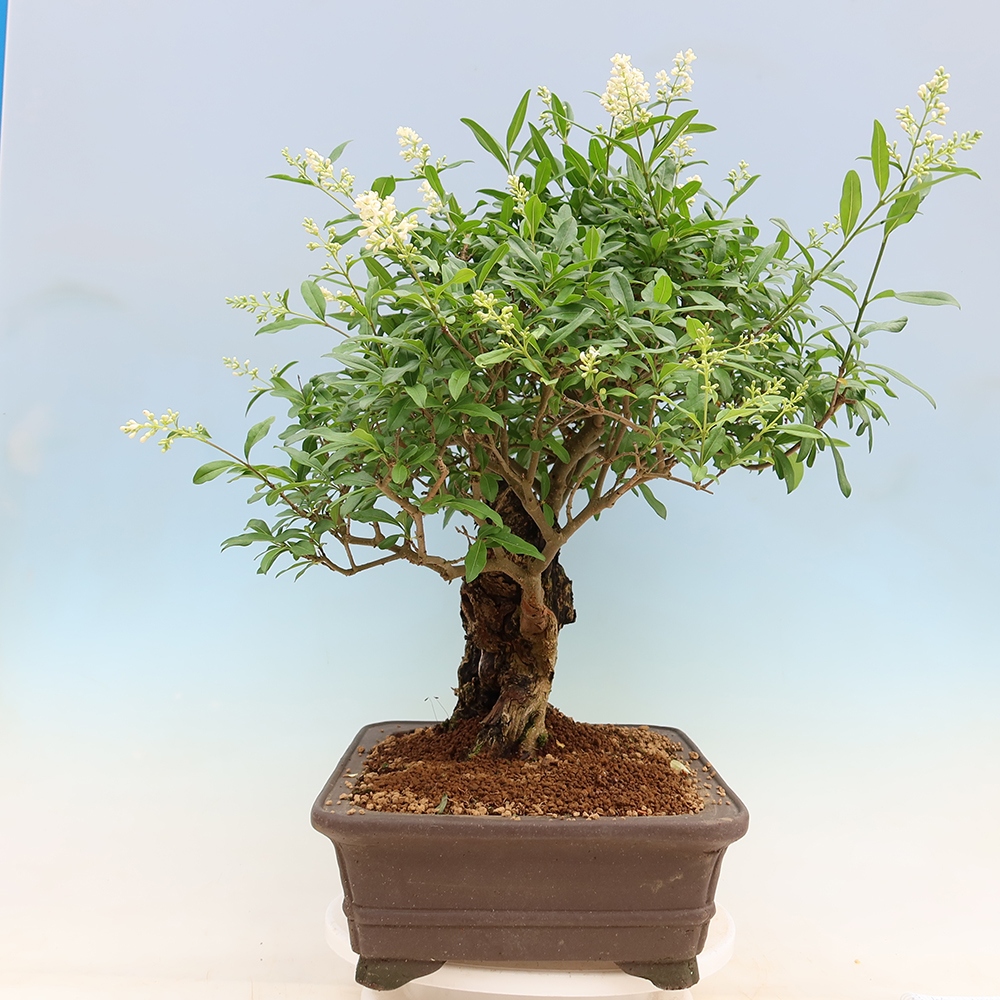 Outdoor bonsai - Ligustrum vulgare - Ptasi dziób