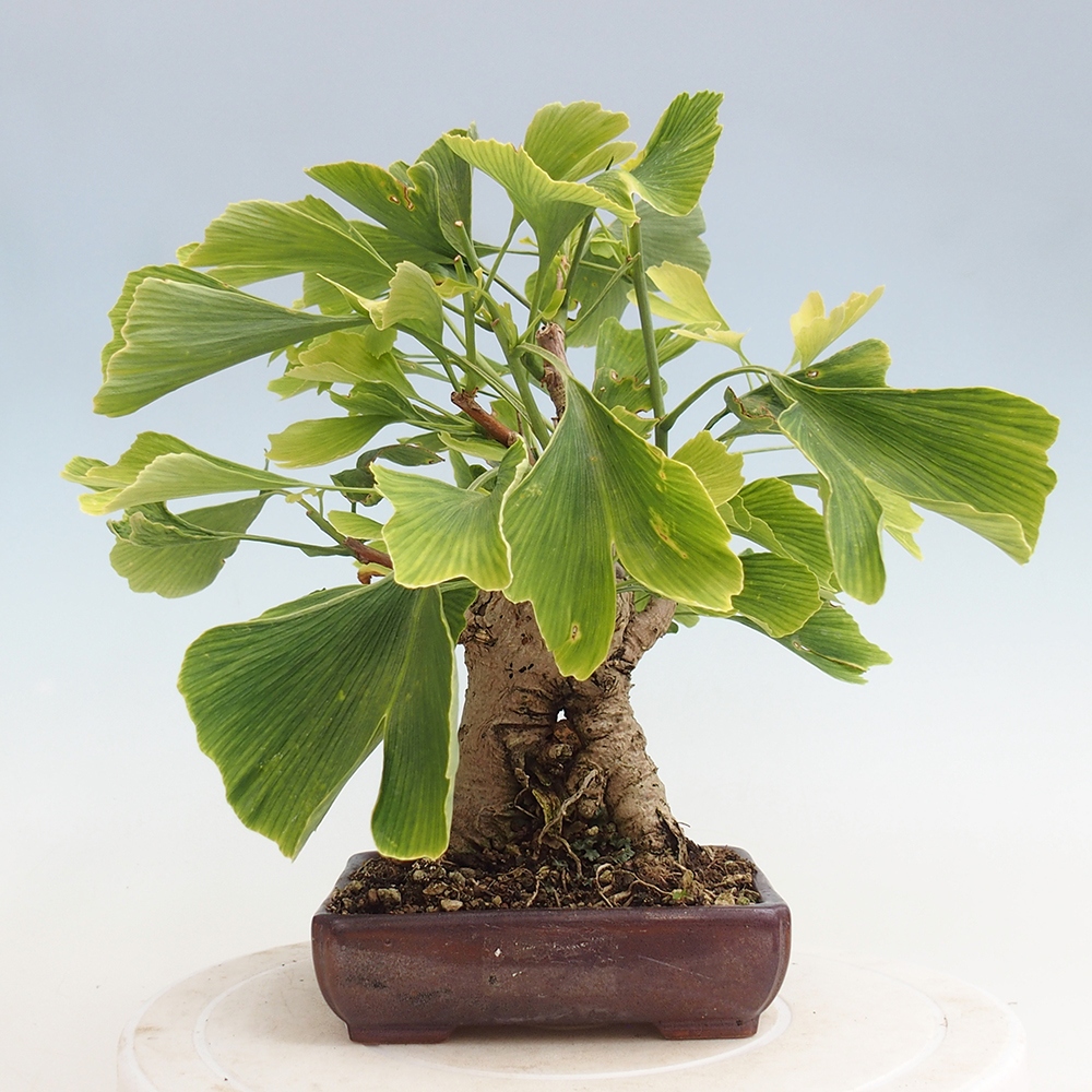 Outdoor bonsai - Jinan biloba - Ginkgo biloba