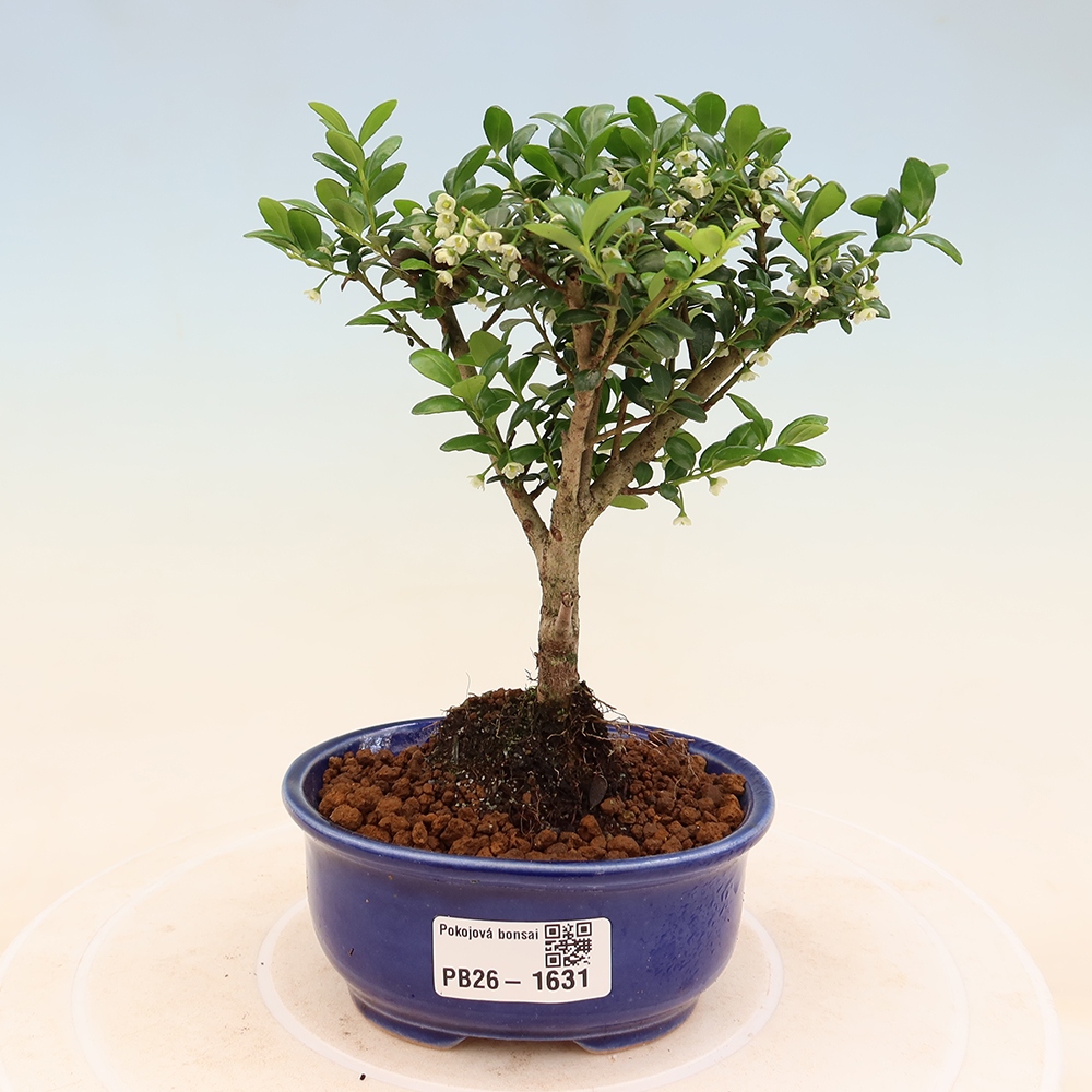 Pokój bonsai - Ilex crenata - Ostrokrzew