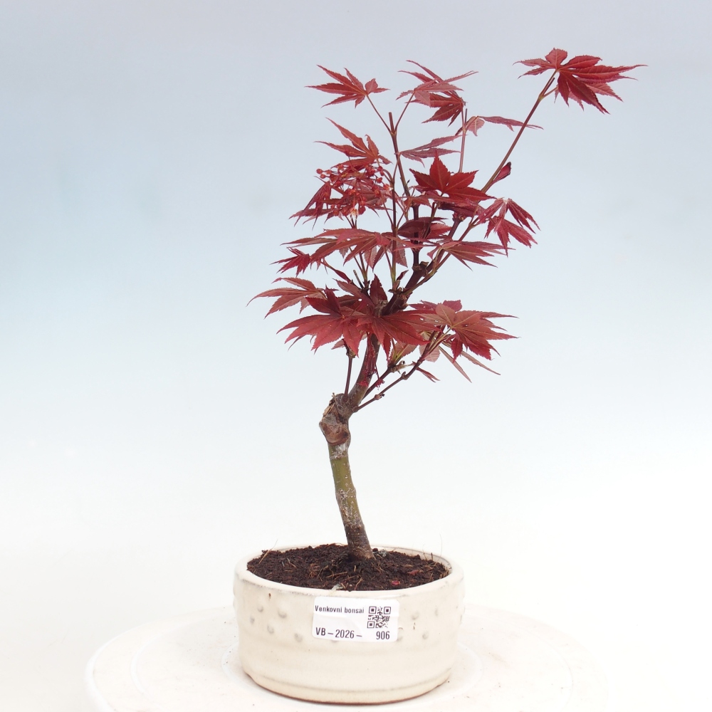 Bonsai na zewnątrz - Palma Acer. Atropurpureum-Javor palmate