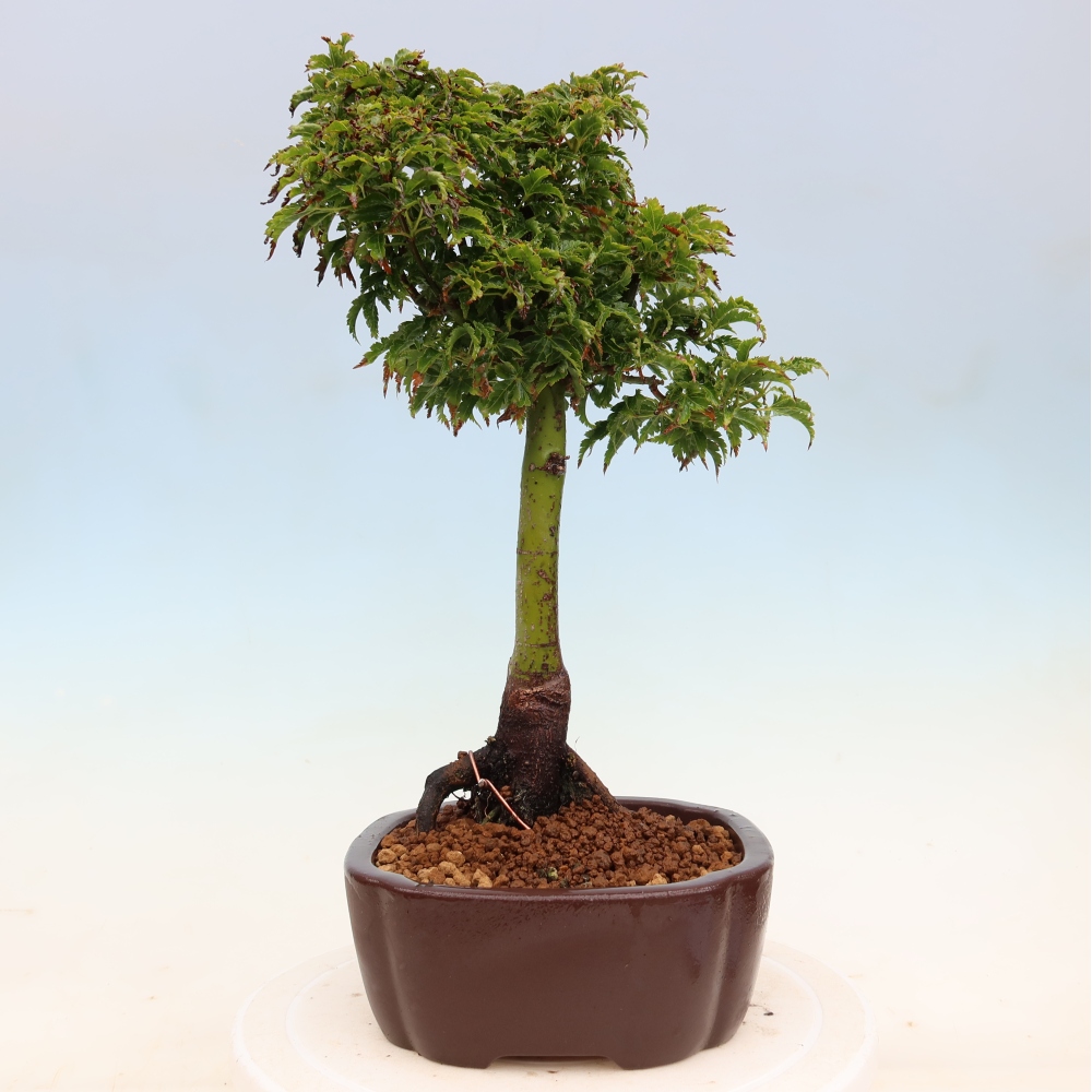 Outdoor bonsai - palma jaworowa Acer palmatum Shishigashira