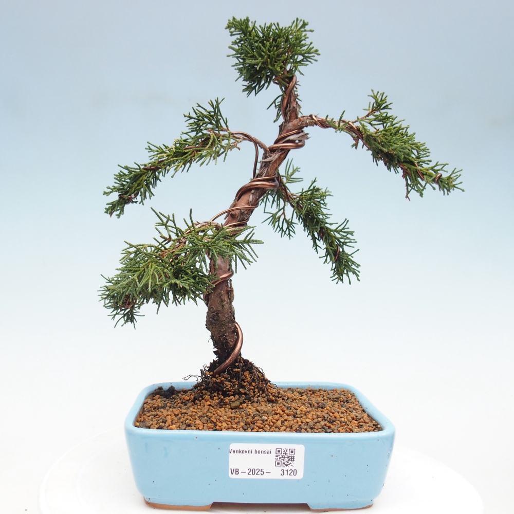 Bonsai zewnętrzne - Juniperus chinensis Kishu - Jałowiec chiński