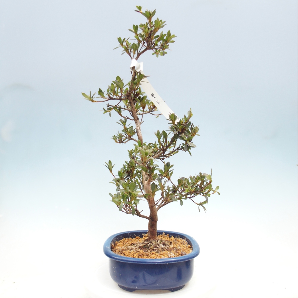 Outdoor bonsai - Azalia japońska - Azalia Yoko