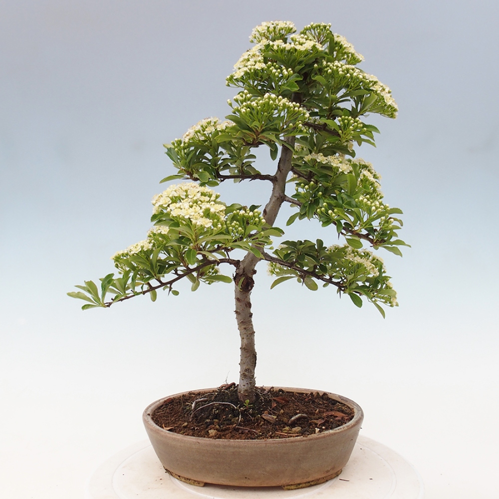 Outdoor Bonsai-Pyracanta Teton-Piekarnia