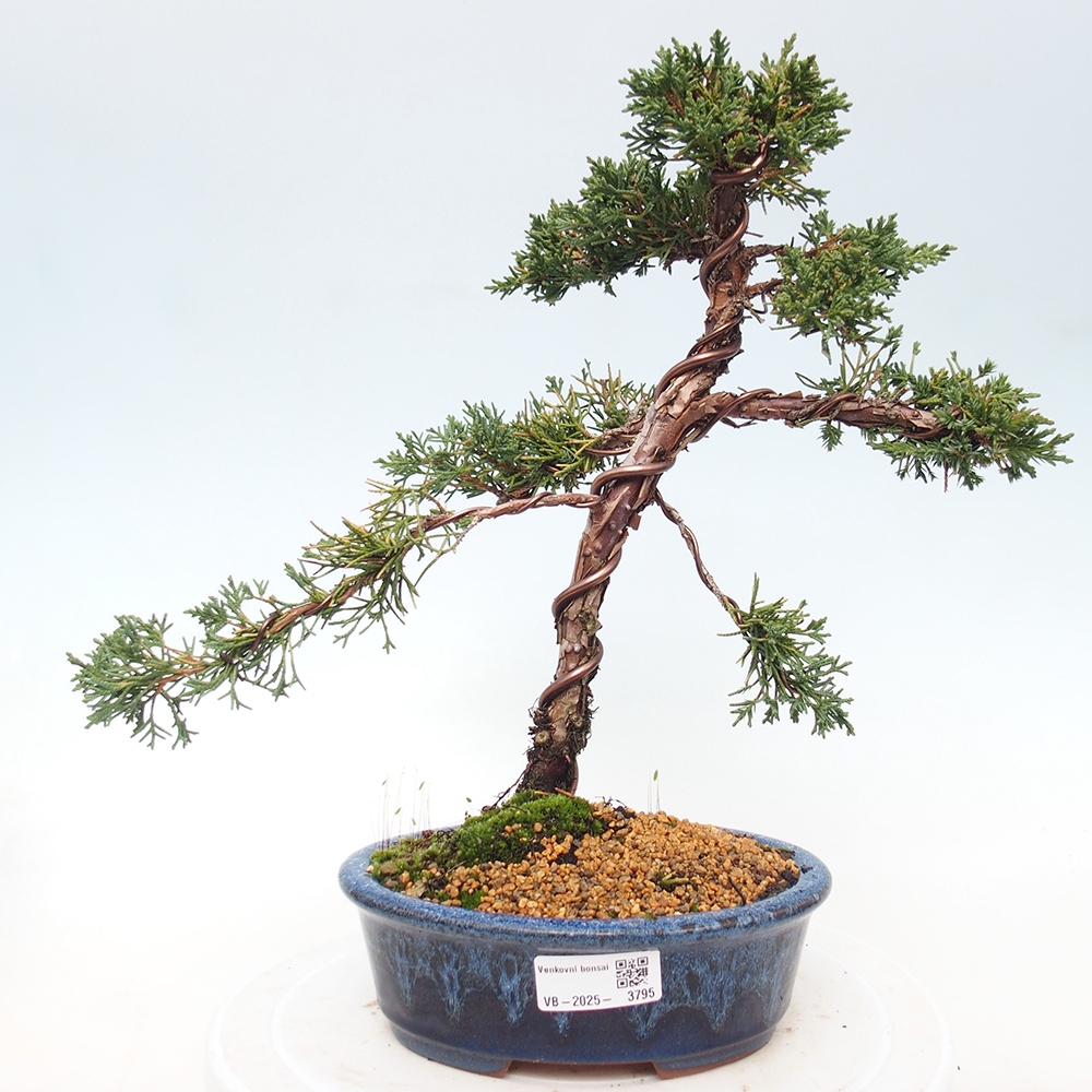Outdoor bonsai - Juniperus chinensis Kishu