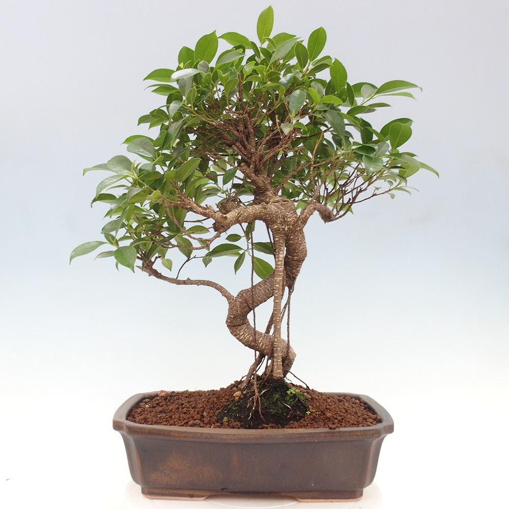 Kryty bonsai - Ficus kimmen - fikus drobnolistny
