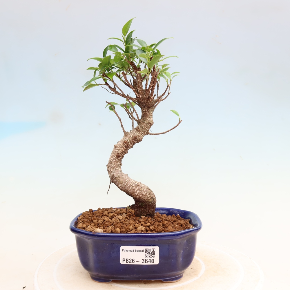 Pokój bonsai - Ficus kimmen - figowiec drobnolistny