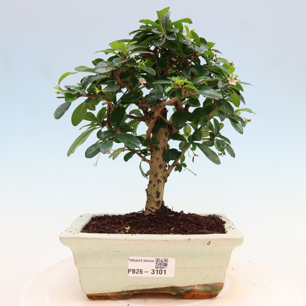 Bonsai pokojowe - Carmona macrophylla - Tea fuki