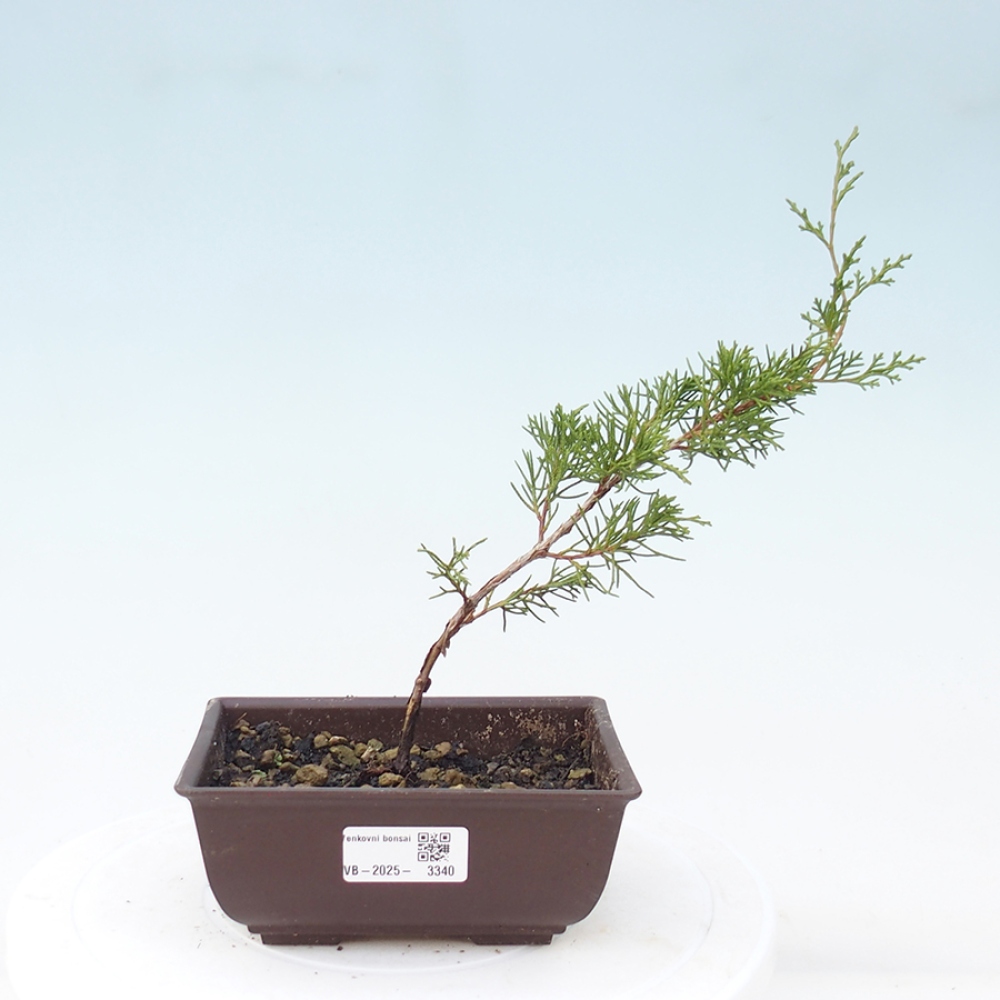 Outdoor bonsai - Juniperus chinensis Itoigawa - Jałowiec chiński