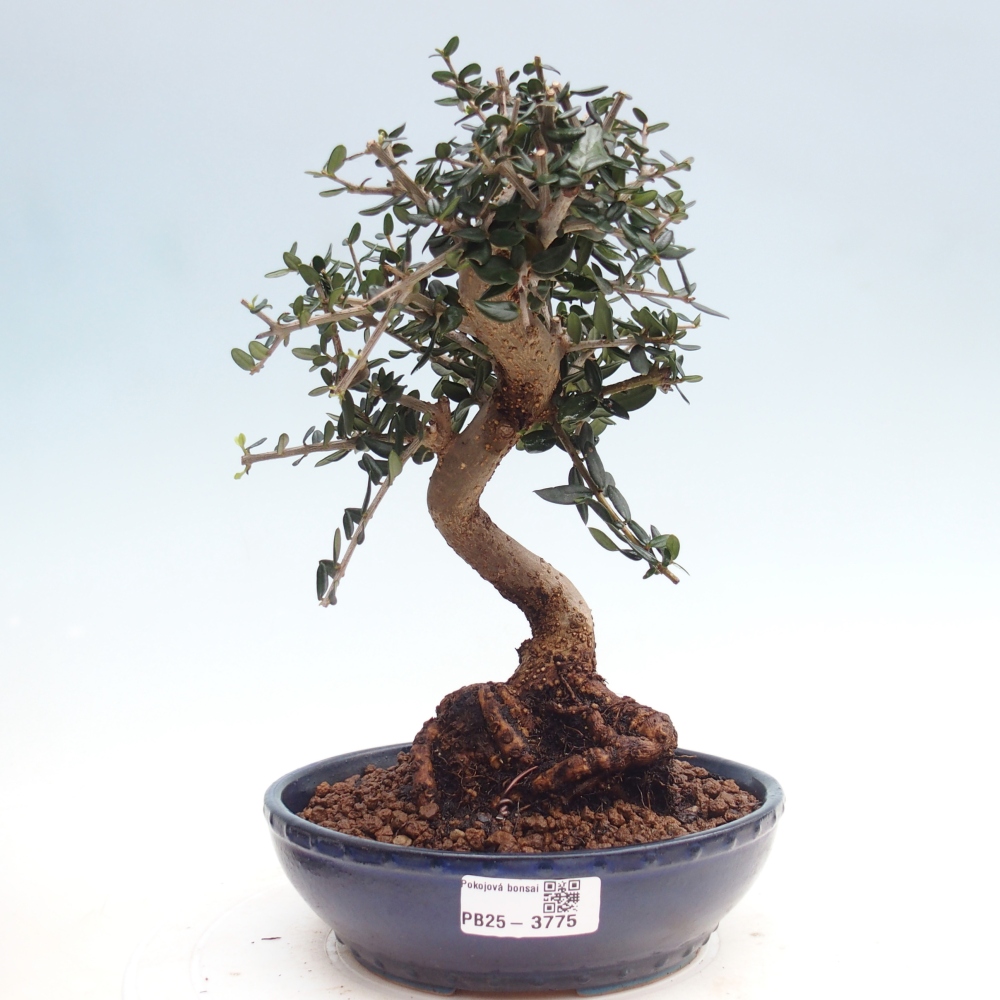 Bonsai do wnętrz - Olea europaea sylvestris