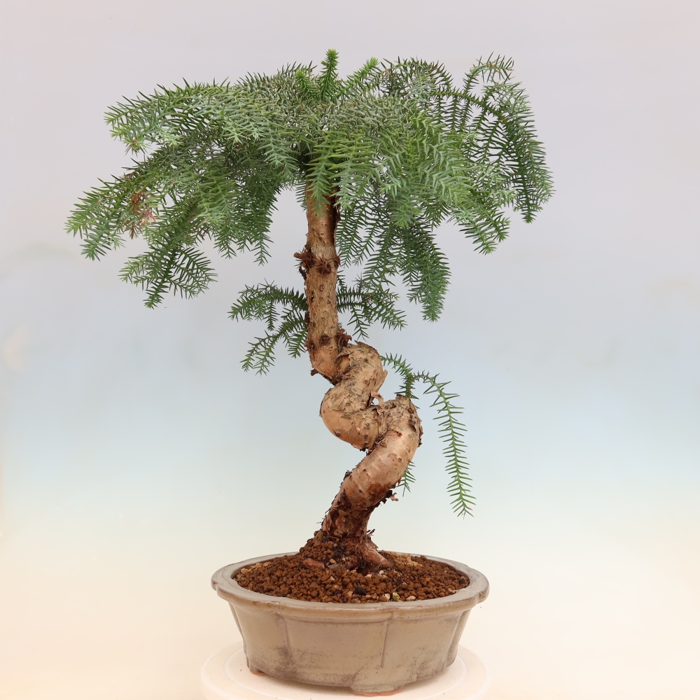 Bonsai domowe – araukaria – domowa sosenka