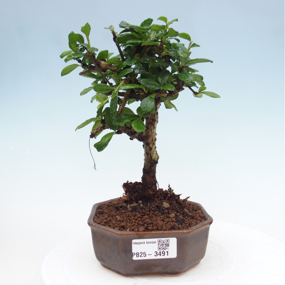 Bonsai pokojowe - Carmona macrophylla - Tea fuki
