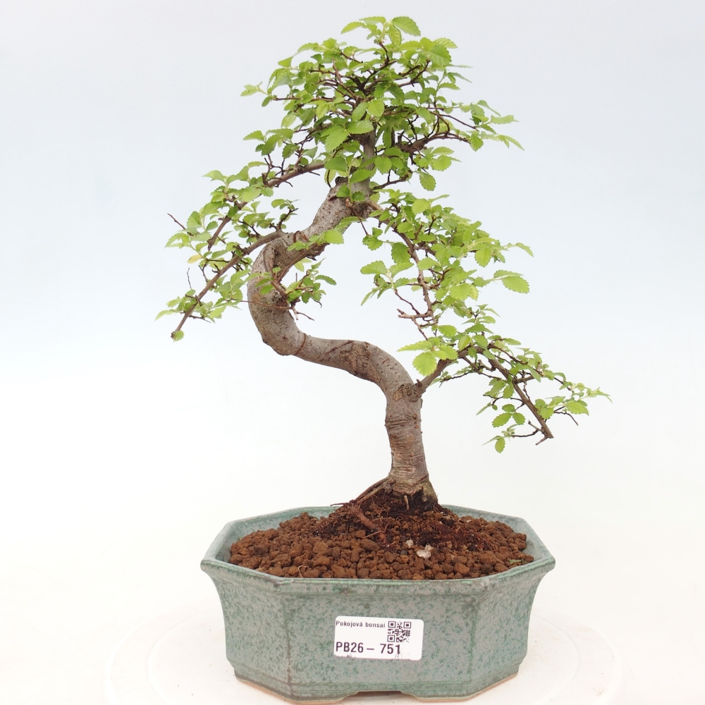 Pokój bonsai - Ulmus parvifolia - Wiąz drobnolistny