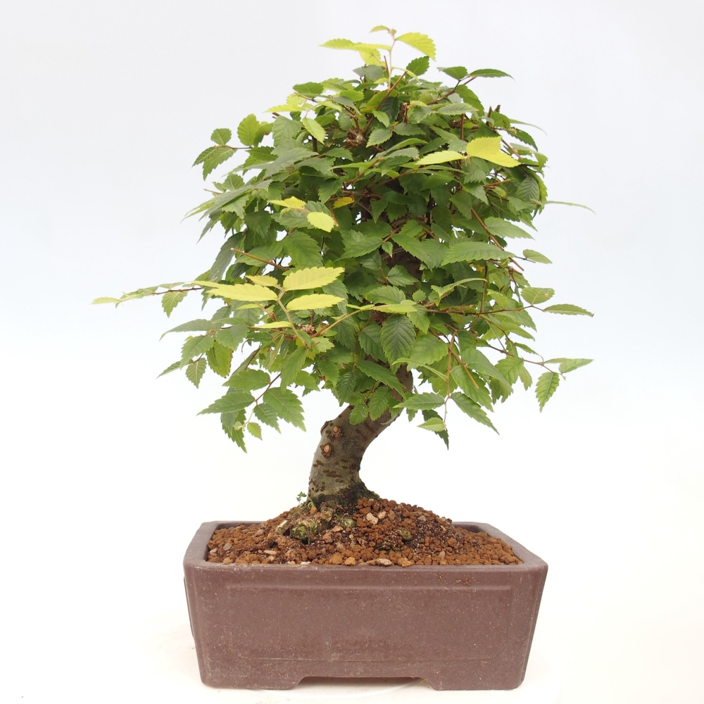 Bonsai na zewnątrz - Zelkova - Zelkova serrata
