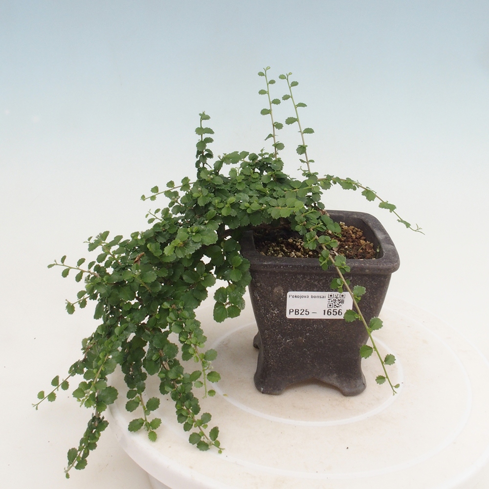 Bonsai wewnętrzne - Grewia sp. - Grewie drobnolistne