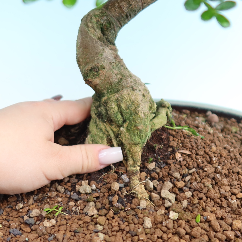 Pokój bonsai - Zantoxylum piperitum - drzewo pieprzowe