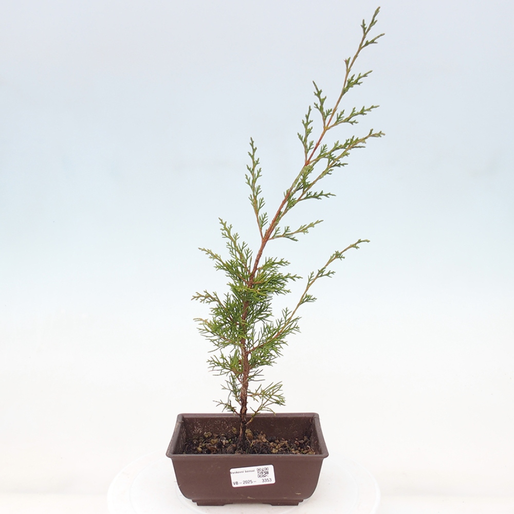 Outdoor bonsai - Juniperus chinensis Itoigawa - Jałowiec chiński