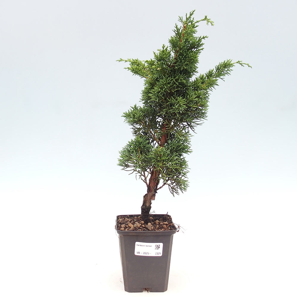 Outdoor bonsai - Juniperus chinensis Kishu - chiński jałowiec