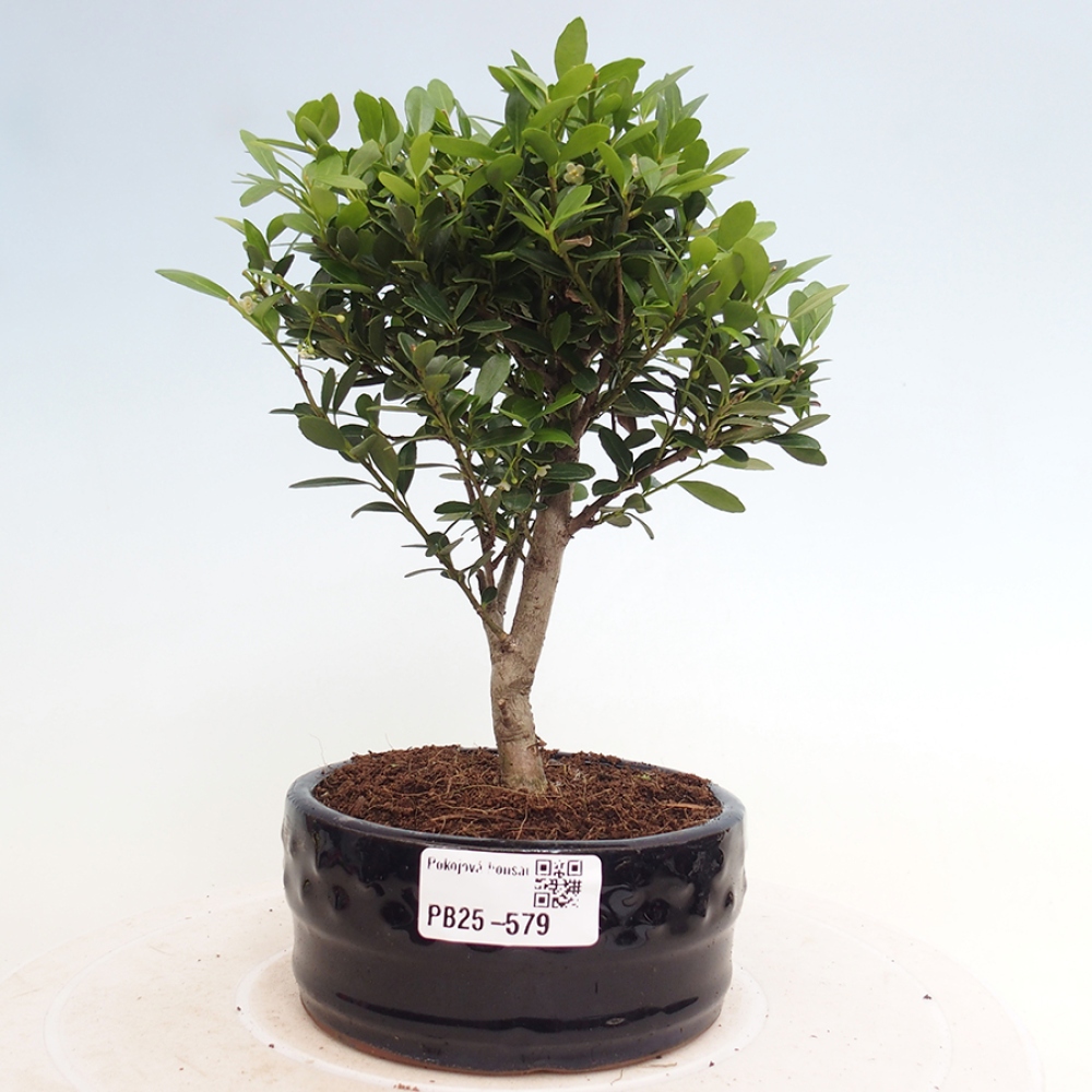 Kryty bonsai - Ilex crenata - Holly