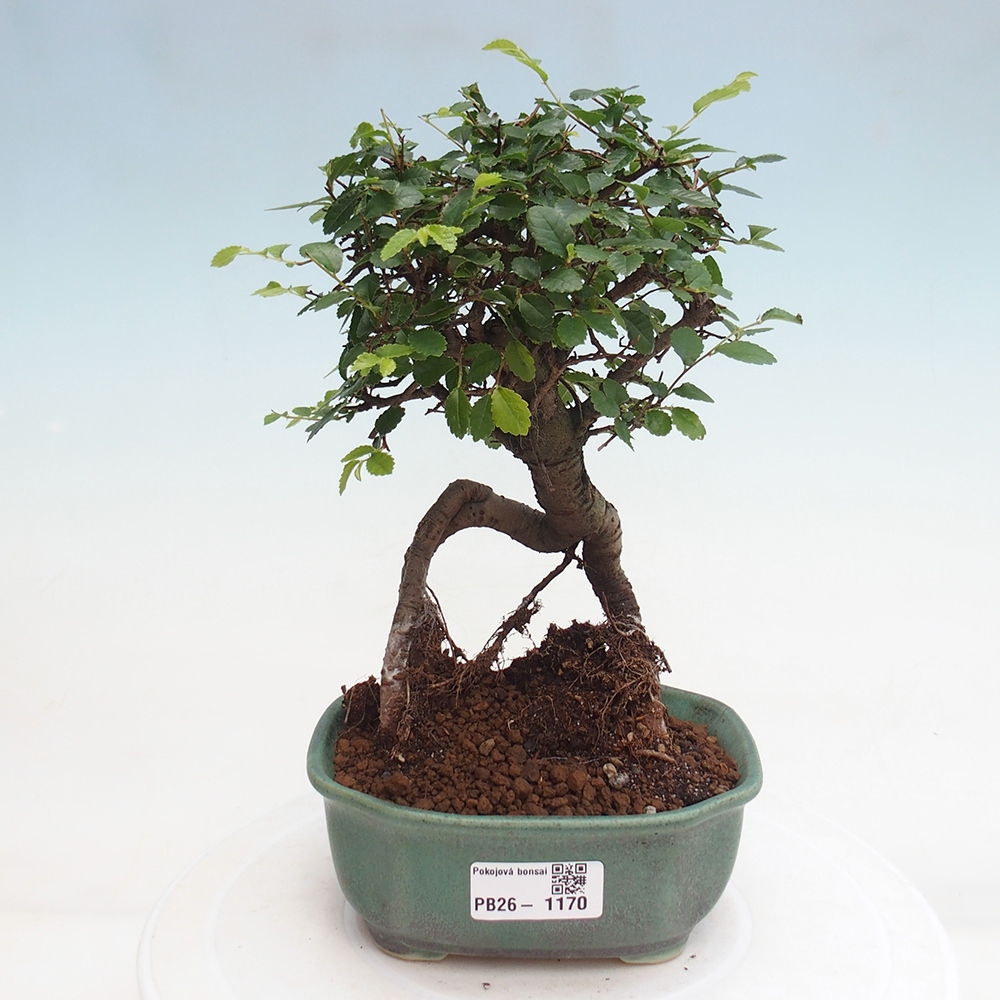 Pokój bonsai - Ulmus parvifolia - Wiąz drobnolistny