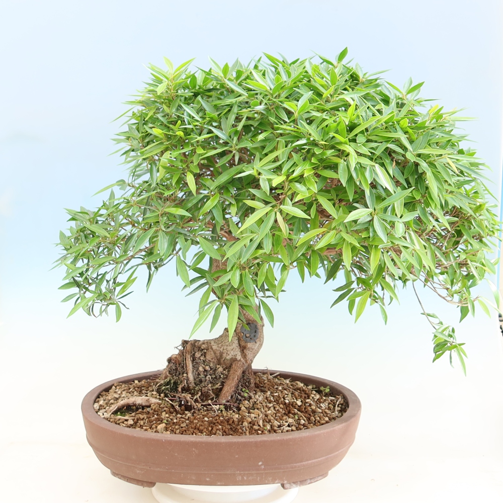 Pokój bonsai - Ficus nerifolia - figowiec drobnolistny
