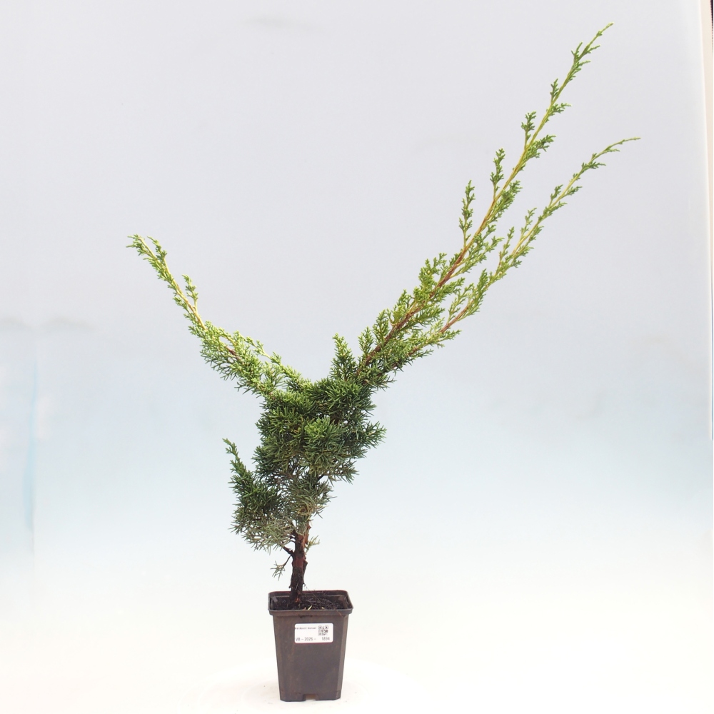 Outdoor bonsai - Juniperus chinensis Kishu