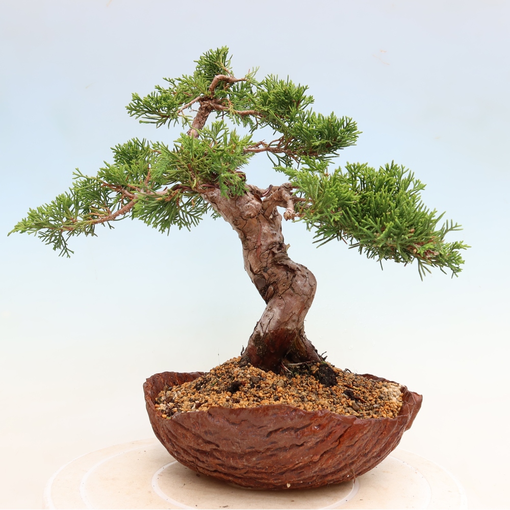 Bonsai ogrodowe – Juniperus chinensis Itoigawa – jałowiec chiński
