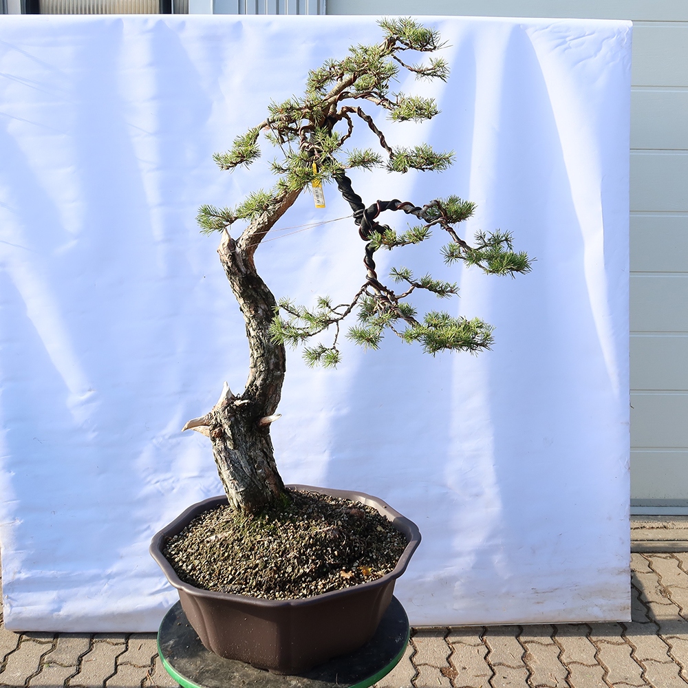 Pinus sylvestris Hiszpania – sosna zwyczajna