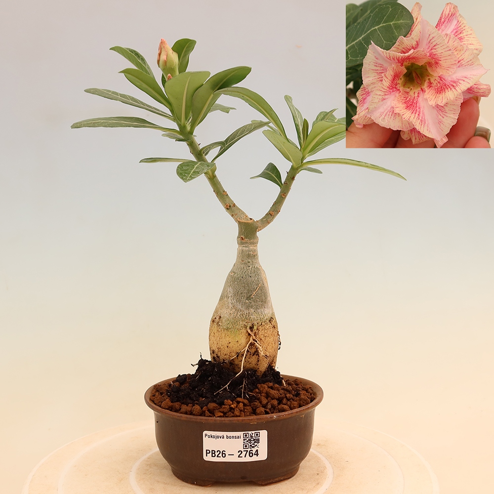 Bonsai pokojowe – Adenium obesum szczepione V.F.S.277 – Róża pustynna