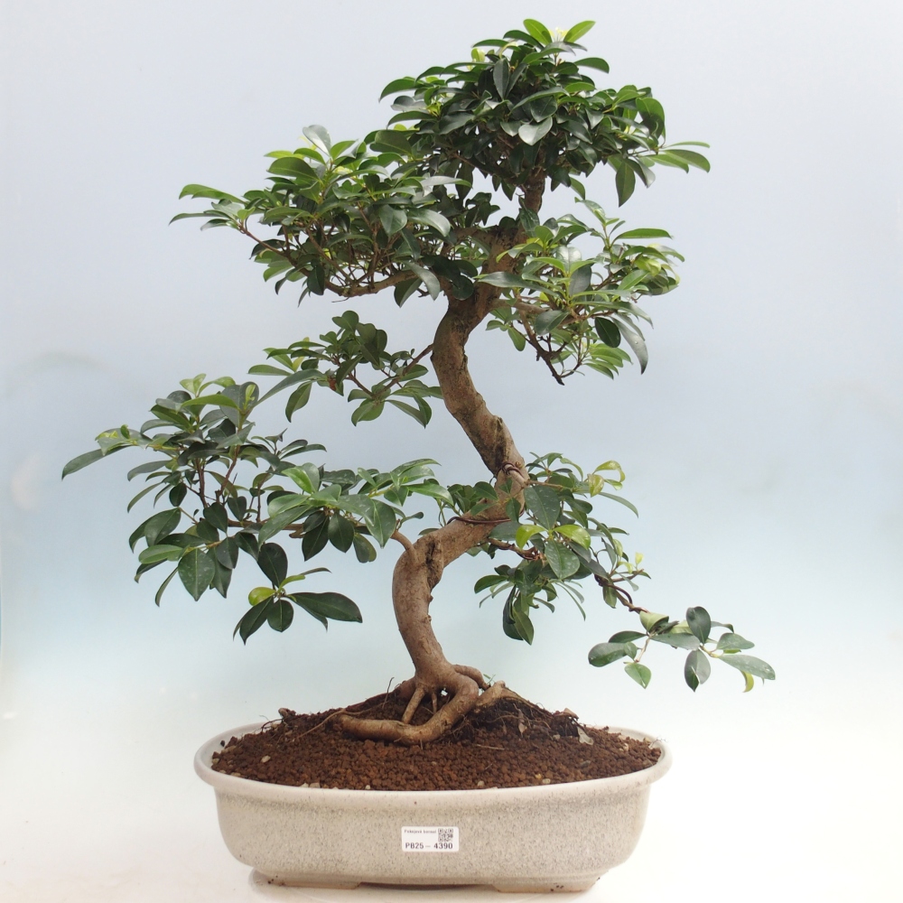 Bonsai pokojowe - Wiśnia australijska - Eugenia uniflora - WYŁĄCZNIE ODBIÓR OSOBISTY lub transport paletowy