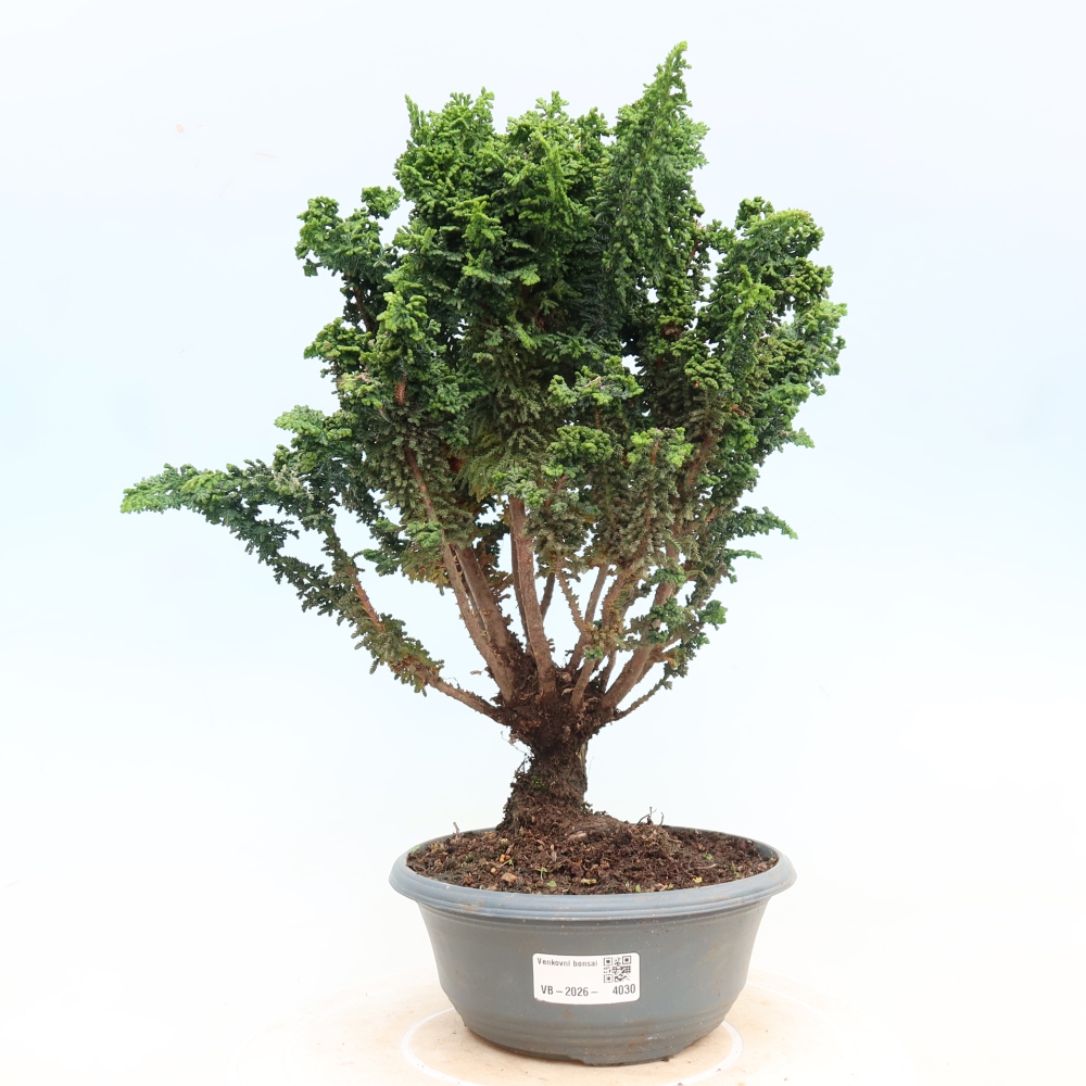 Bonsai zewnętrzne - Cham. obtusa SEKKA HINOKI - Cyprys