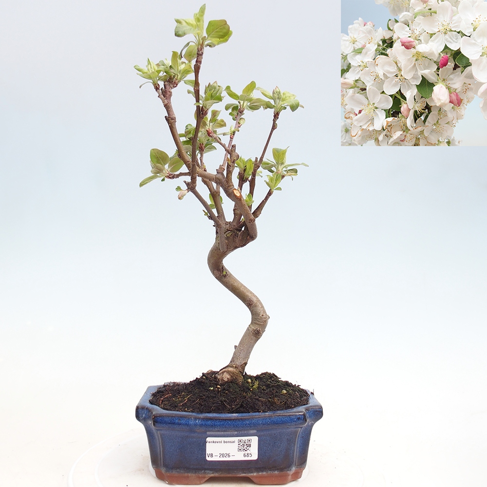 Outdoor bonsai - Malus halliana - Jabłoń drobnoowocowa