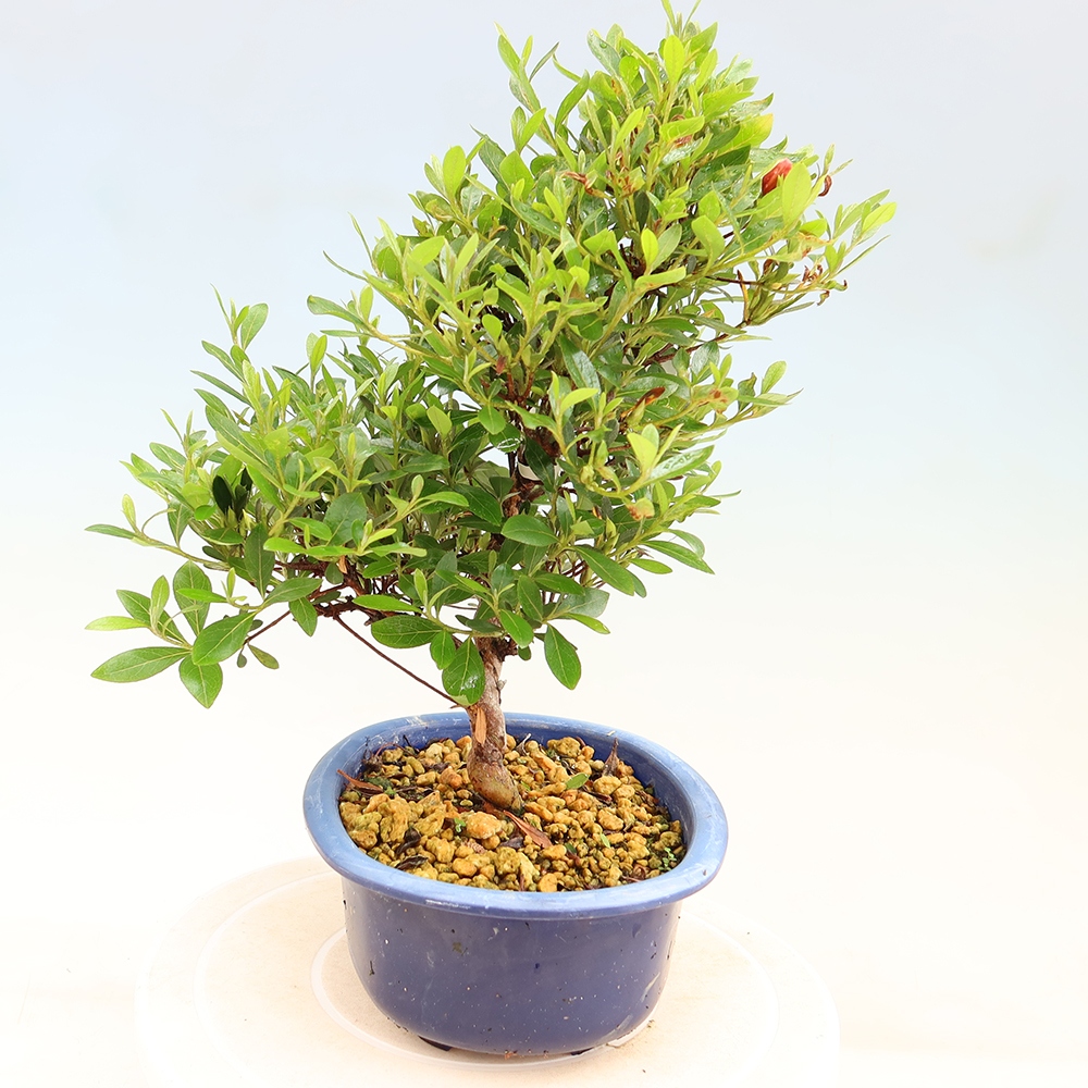 Bonsai zewnętrzne - Azalia japońska - Azalia Matsunami