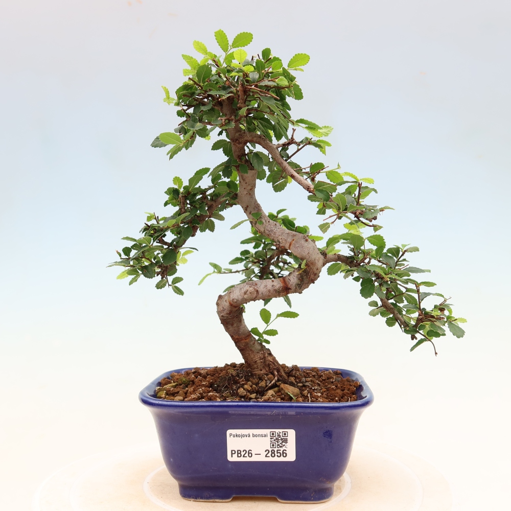 Pokój bonsai - Ulmus parvifolia - Wiąz drobnolistny