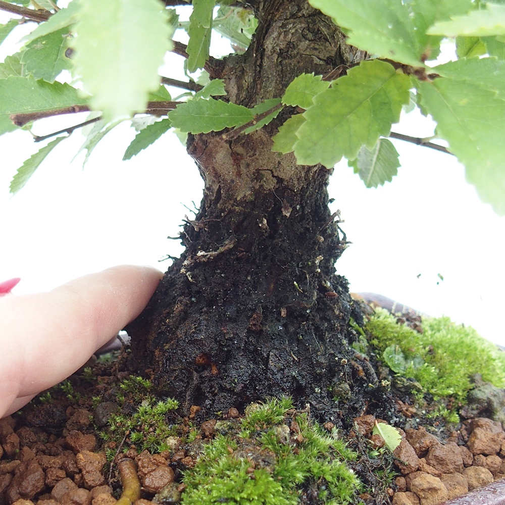 Bonsai zewnętrzne - Zelkova - Zelkova NIRE
