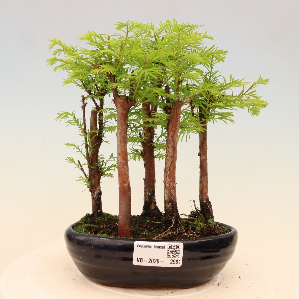 Bonsai ogrodowe – Metasequoia glyptostroboides – metasekwoja chińska – zagajnik