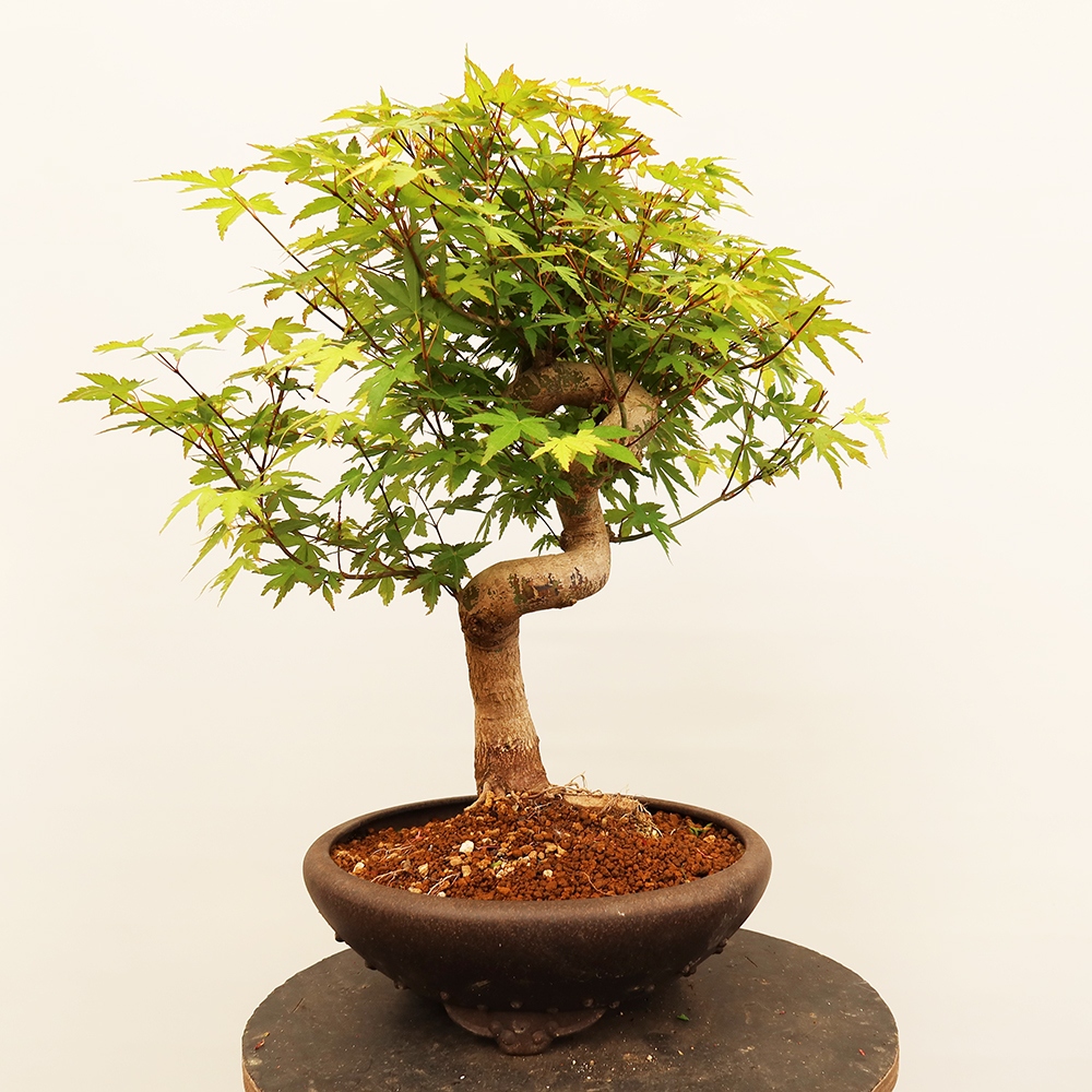 Outdoor bonsai - Klon palmowy - Palmy
