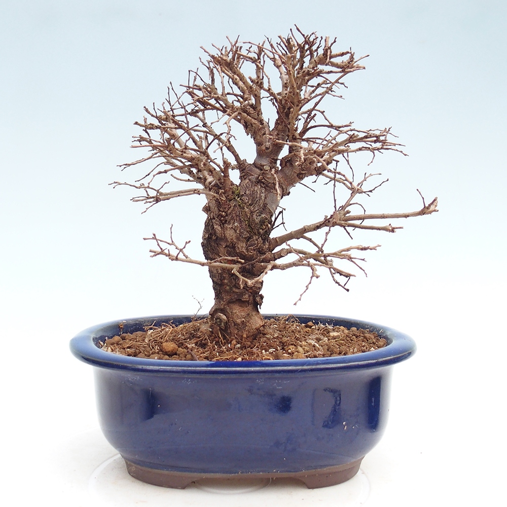Bonsai zewnętrzne - Zelkova - Zelkova NIRE