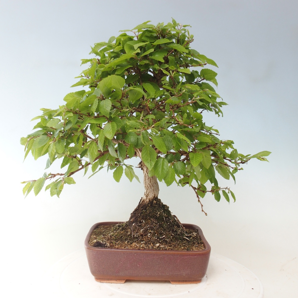 Outdoor bonsai - Carpinus CARPINOIDES - grab koreański