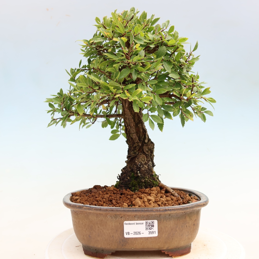 Bonsai zewnętrzne - Zelkova - Zelkova NIRE