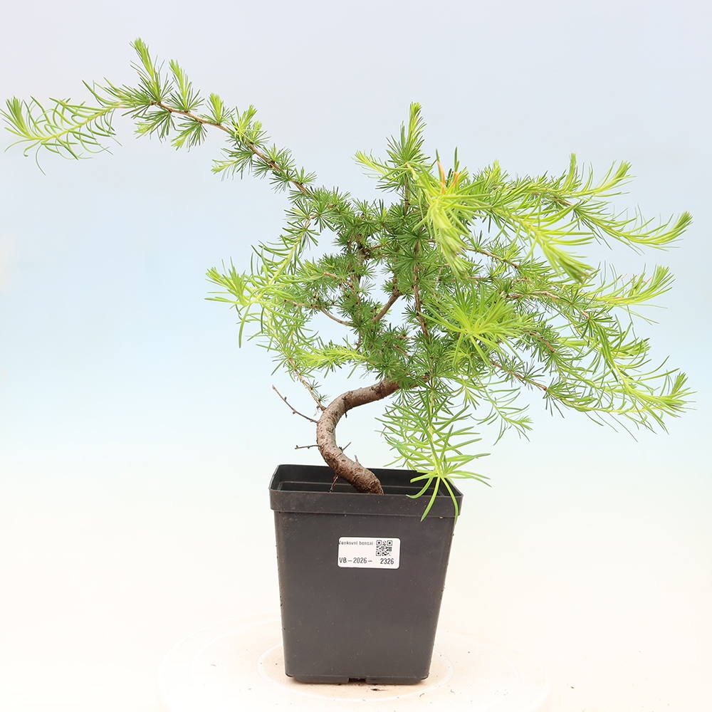 Bonsai zewnętrzne - Larix decidua - Modrzew