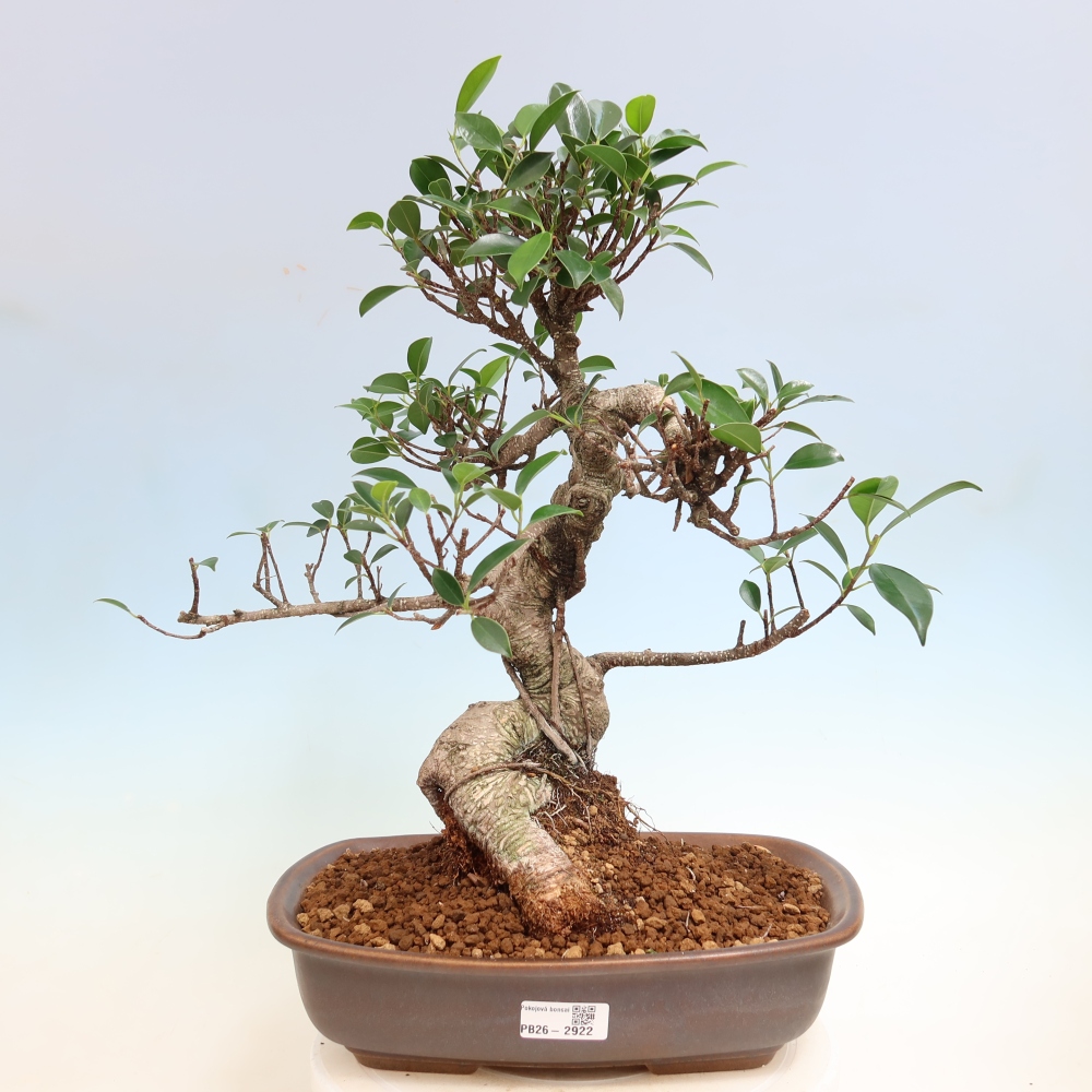 Pokój bonsai - Ficus kimmen - figowiec drobnolistny
