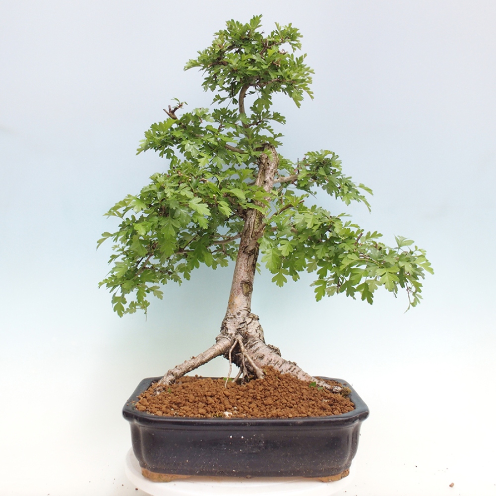 Bonsai zewnętrzne - Głóg - Crataegus monogyna