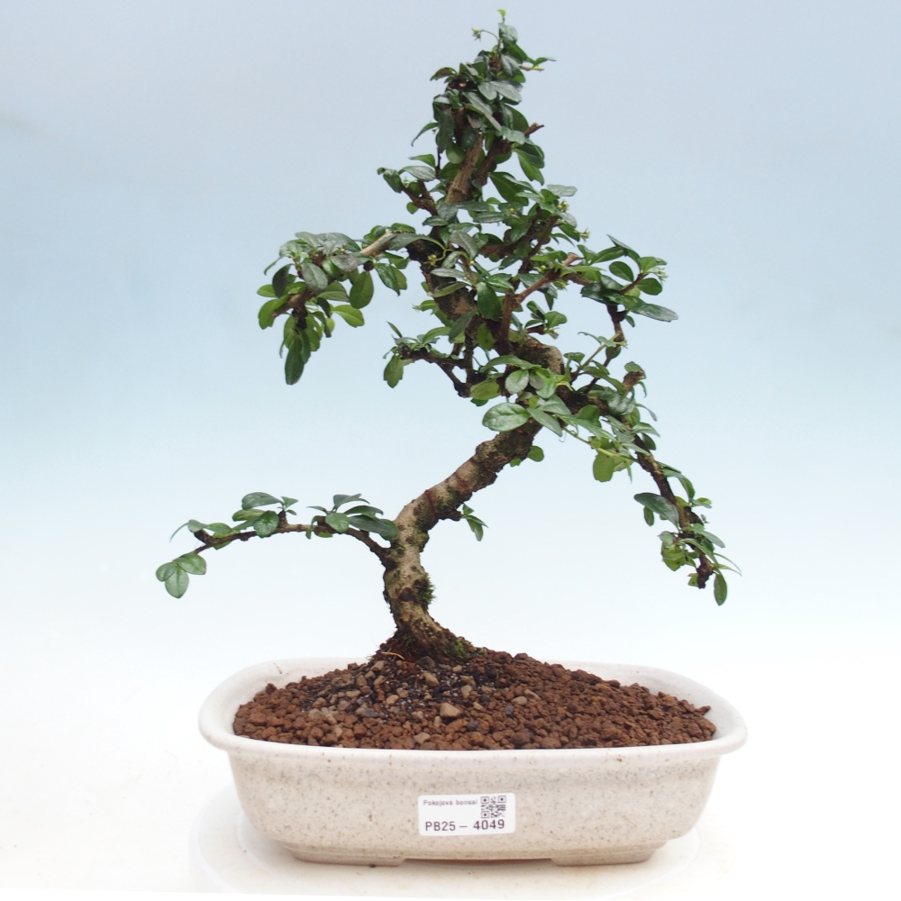 Bonsai pokojowe - Carmona macrophylla - Tea fuki