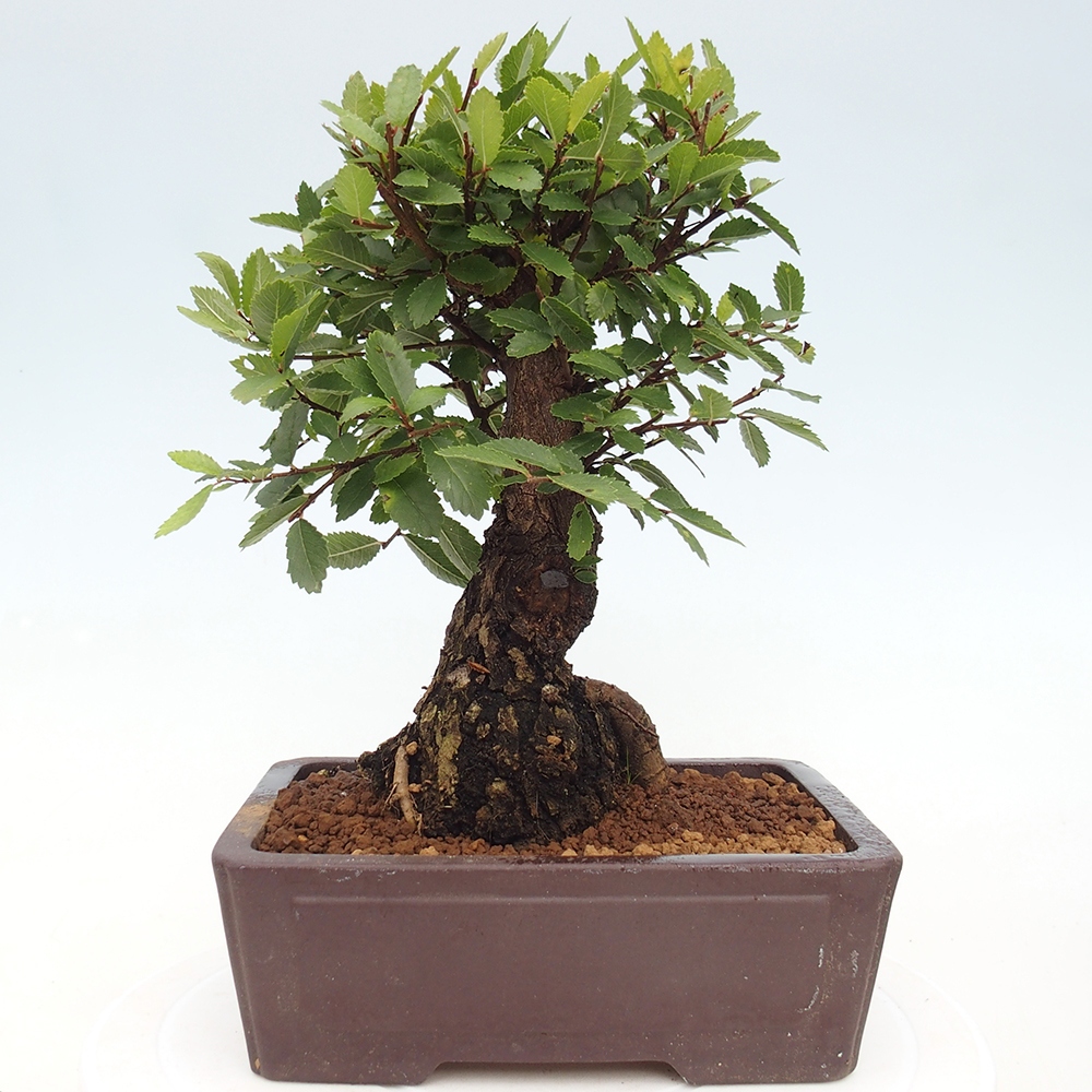 Bonsai zewnętrzne - Zelkova - Zelkova NIRE