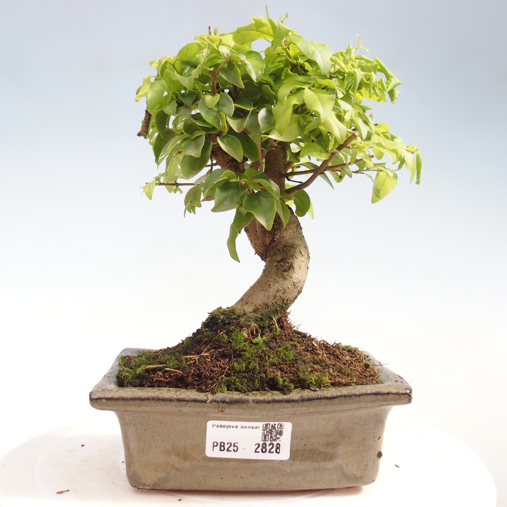 Kryte bonsai - Ligustrum chinensis - widok z lotu ptaka