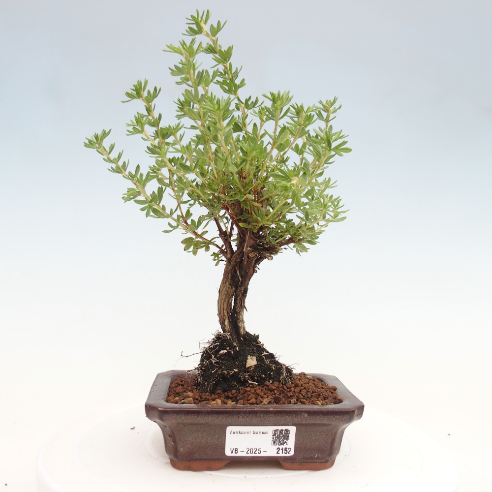 Outdoor bonsai-Pięciolistnik - Potentila fruticosa żółty Ptak