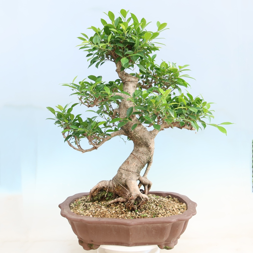 Pokój bonsai - Ficus kimmen - figowiec drobnolistny